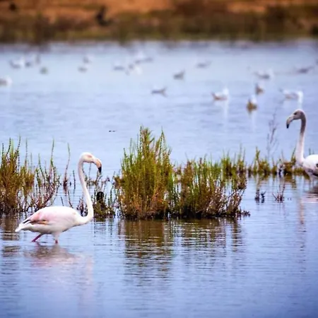 Com Piscina Em Albufeira, Da Oura * אלבופיירה